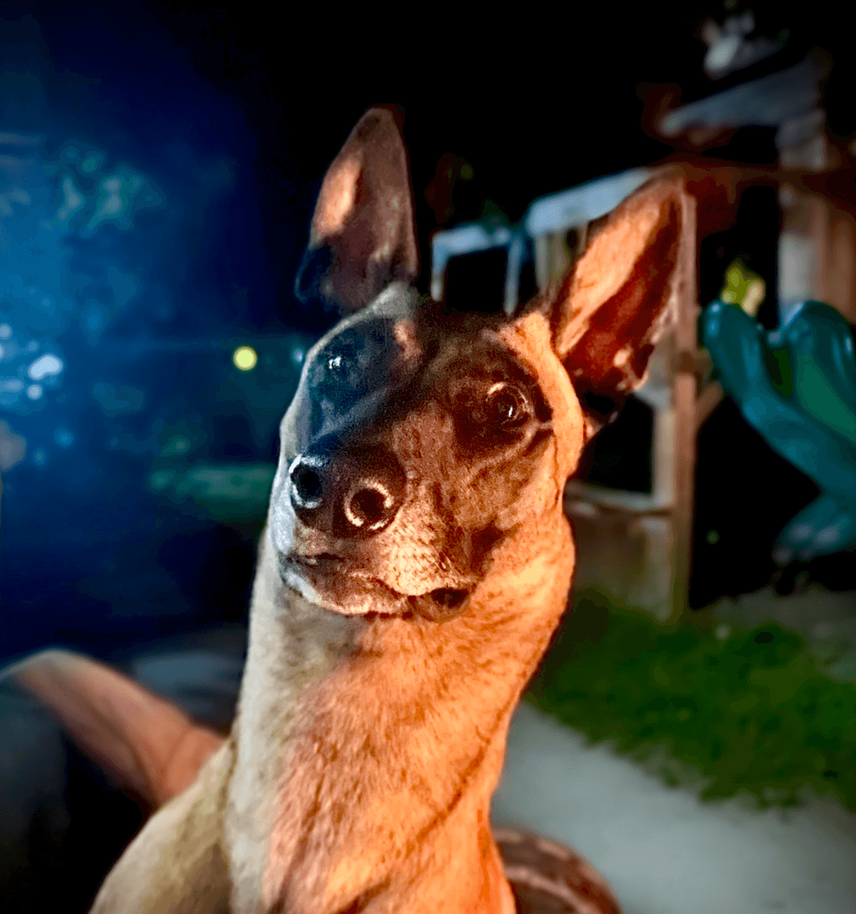 Scarlett, our Belgian Malinois and official quality control inspector